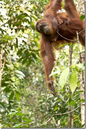 Semengoh Orangutan Rehabilitation Center 5