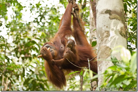 Semengoh Orangutan Rehabilitation Center 7
