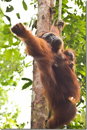 Semengoh Orangutan Rehabilitation Center 8