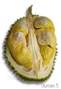 [durian2[5].jpg]