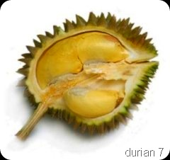 durian10