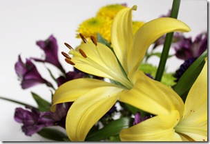 yellow-lily