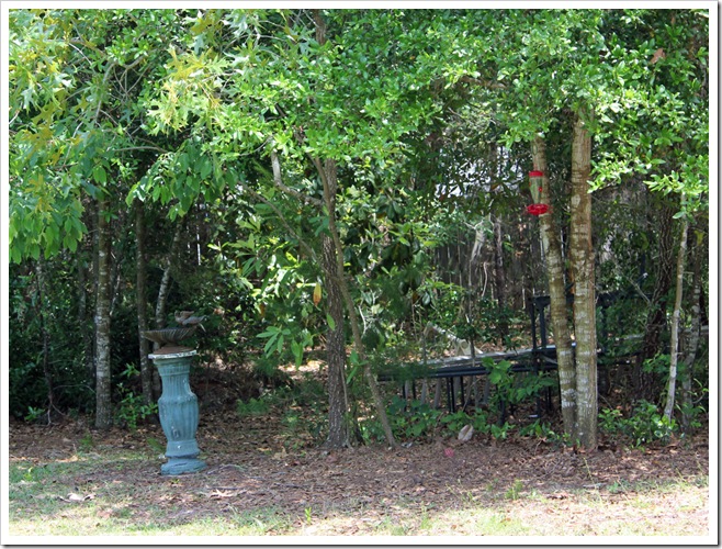 wooded area
