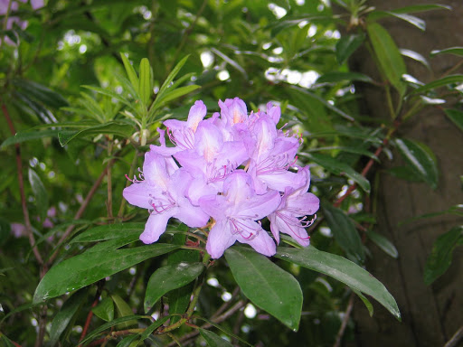 Rain Wallpaper Animation