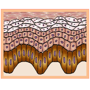 download φιοσοφία τα ασικά