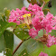 Crepe Myrtle, Rose of India