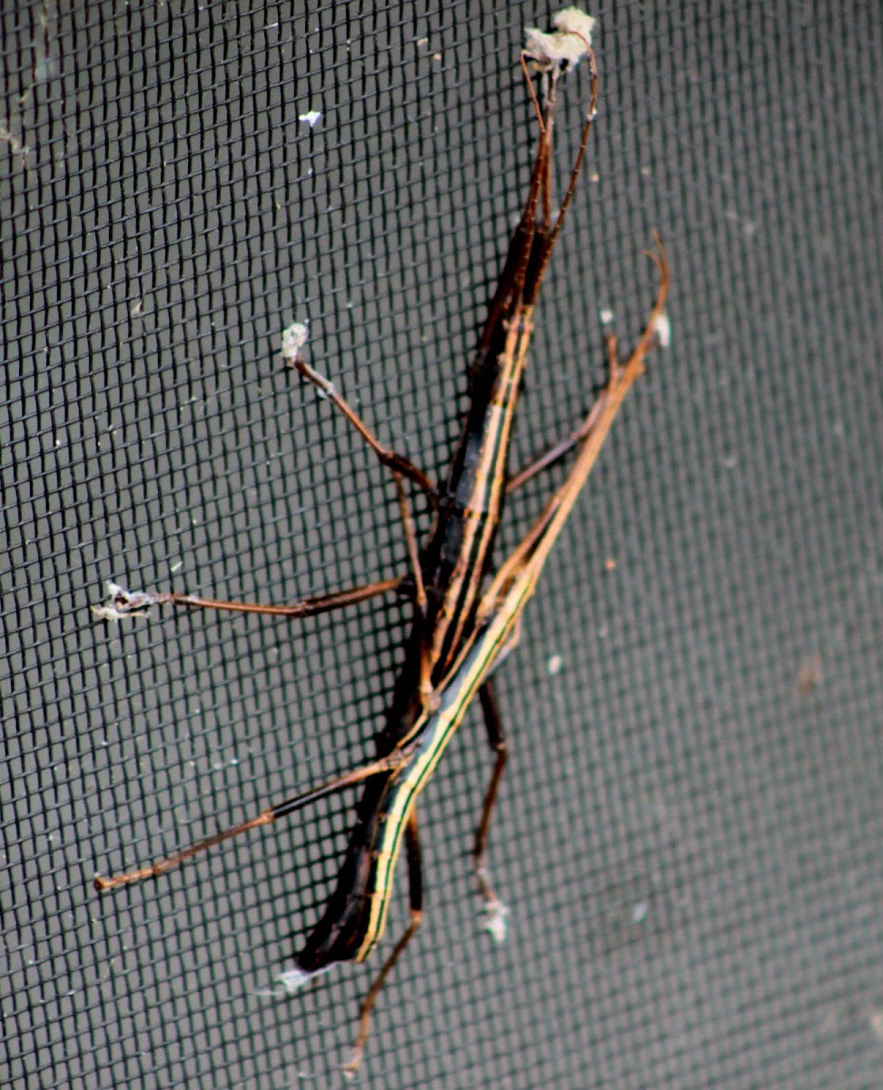 Southern Two-Striped Walking Stick (mating pair)