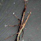 Southern Two-Striped Walking Stick (mating pair)