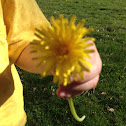 Dandelion