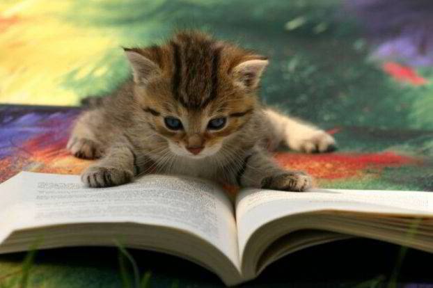 [Cat-CatReadingBook03[4].jpg]