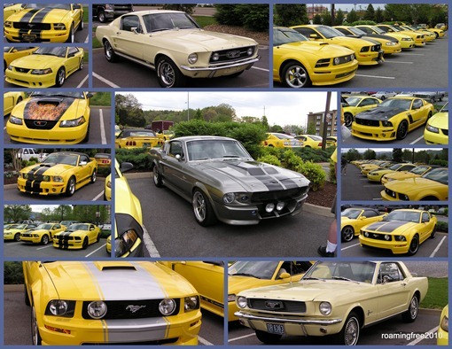Yellow_Mustang_Club