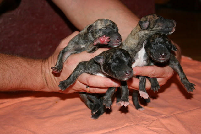 brindle%20boys%201day%20old%20%283%29.JPG