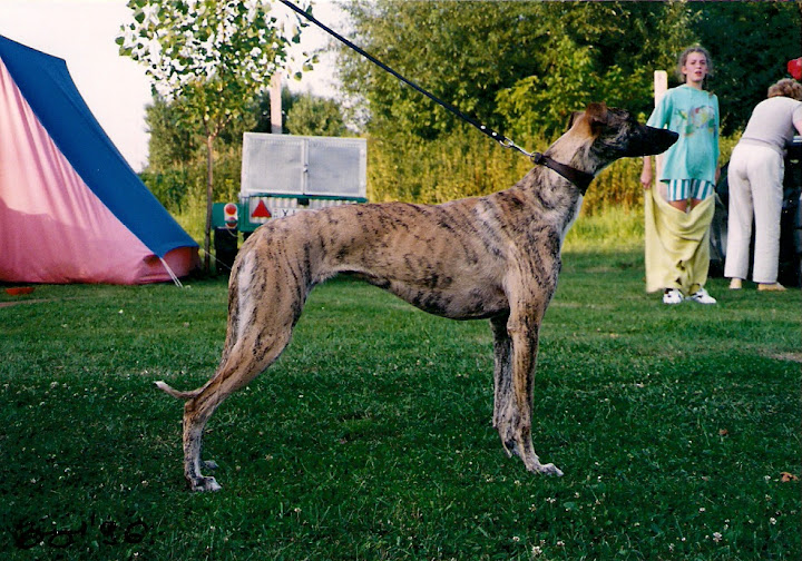 Ny%C3%BAlny%C5%B1v%C5%91%20%C3%81lom.jpg