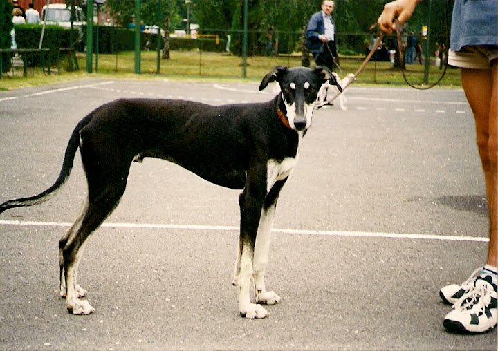 Erd%C5%91szigeti%20Vill%C3%A1m.jpg