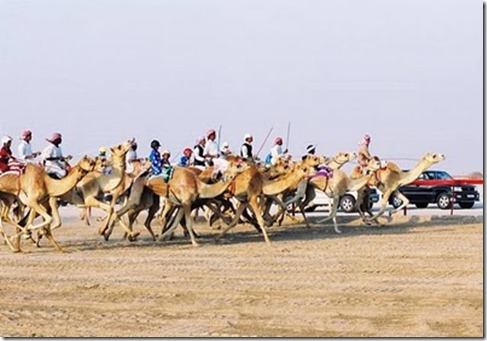 Camel-racing-1