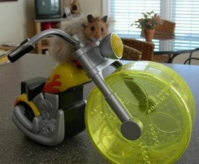 [Hamster-racing2[3].jpg]