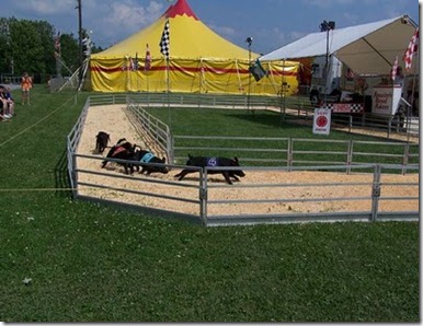 pig-racing-2