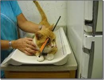 kucing2
