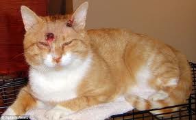 [kucing53.jpg]
