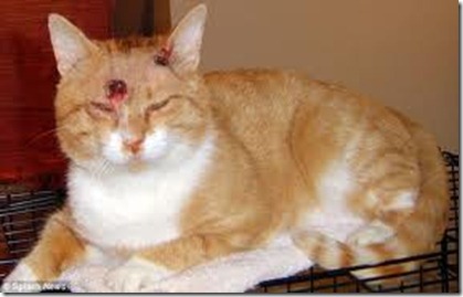 kucing5
