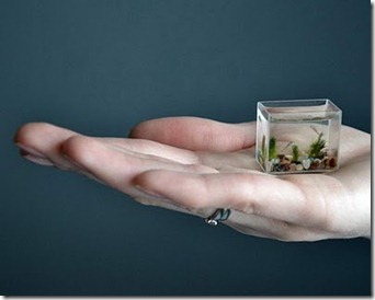 smallest-aquarium5[2]