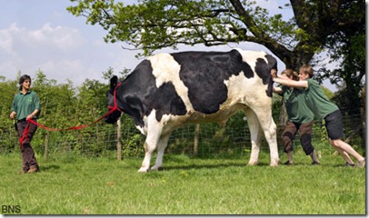 chilli-worlds-largest-cow1