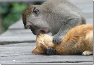 monkey_n_cat1