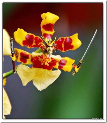 pohon2