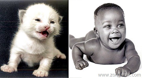 [BABIES-CATS-8[2].jpg]
