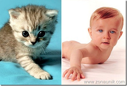 BABIES-CATS-2