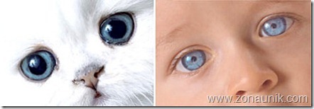 BABIES-CATS-5