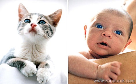 [BABIES-CATS-7[2].jpg]