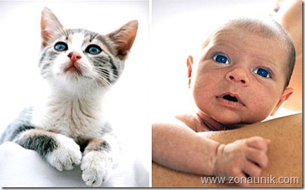 BABIES-CATS-7
