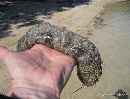 Sally holding sea cucumber