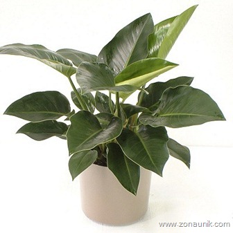 Philodendron_Congo2