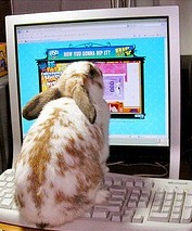 [bunny (240x238)[7].jpg]