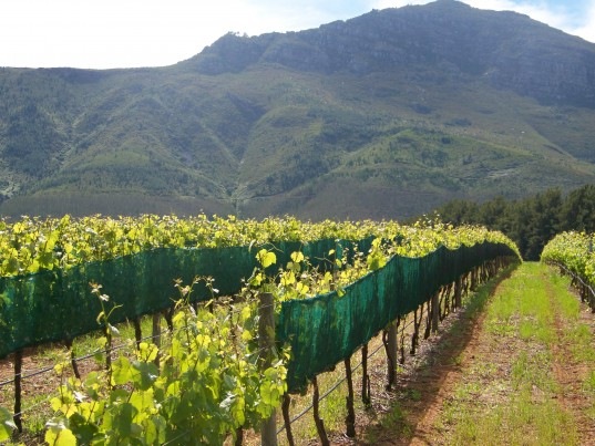 [DelheimWineEstate2.jpg]