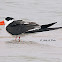 Indian Skimmer