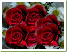 multi roses blog