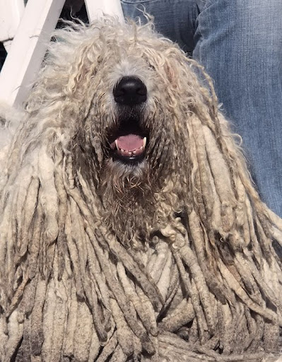 as%20komondor%20hfd.jpg