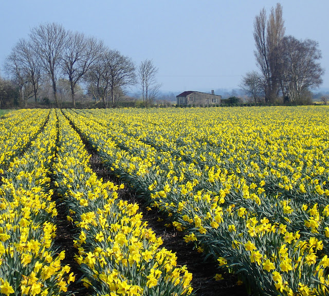 upware daffodils.jpg