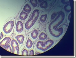 Tact Semicircle Carrot Histology Slides Database: Stereocilia microscope view