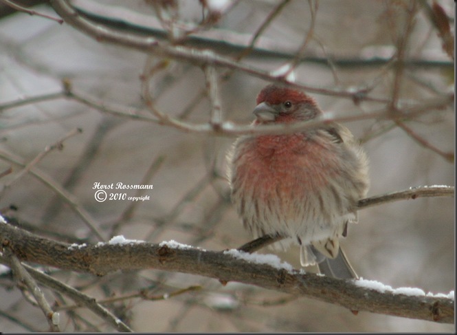 House Finch copy