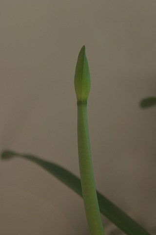[clone flower pod[4].jpg]