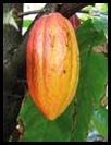 cocoa_indonesia