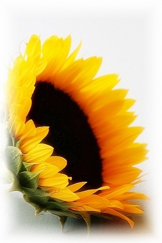 [sunflower10A16.jpg]