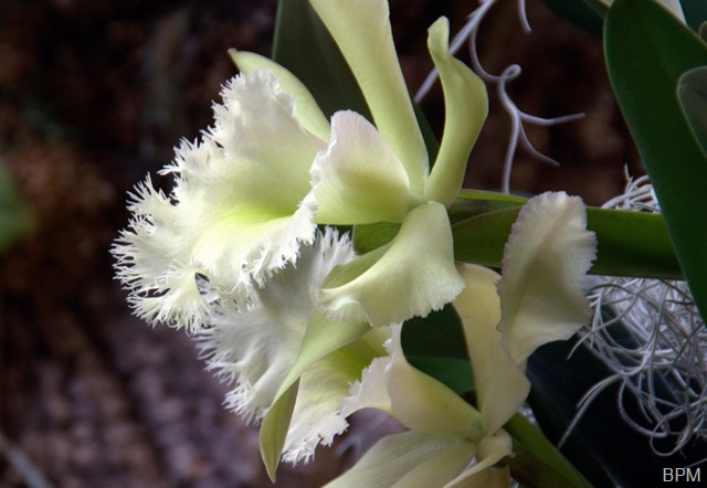 [orchid27A11.jpg]