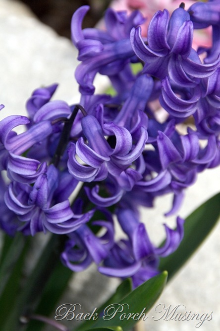 hyacinth3