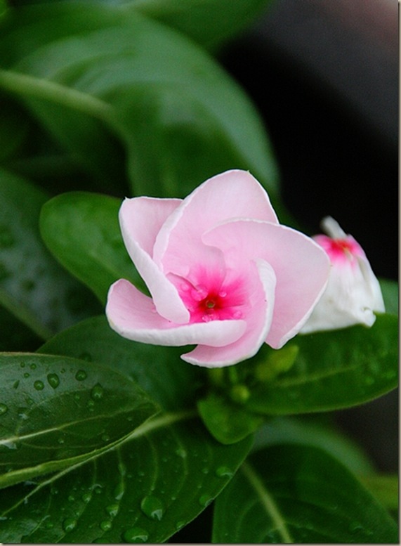 vinca5A