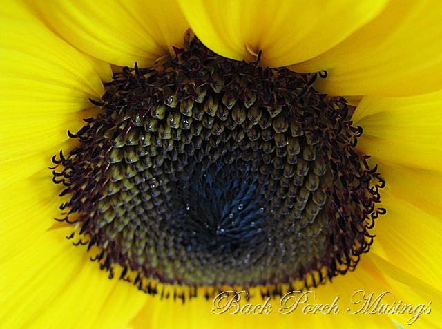 [sunflowerg[1].jpg]